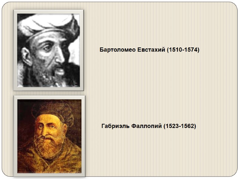 Бартоломео Евстахий (1510-1574)  Габриэль Фаллопий (1523-1562)